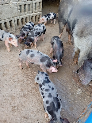 Purcei de vânzare. - imagine 5