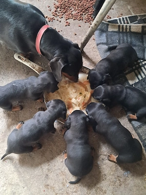 cautam casuta noua - imagine 2