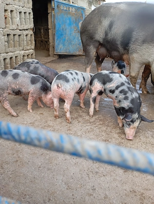 Purcei de vânzare. - imagine 3