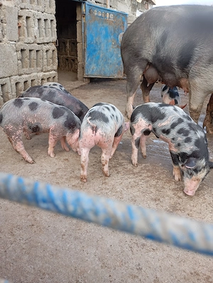 Purcei de vânzare. - imagine 2