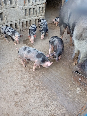 Purcei de vânzare. - imagine 4