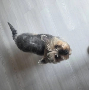 vand caţeluşa york