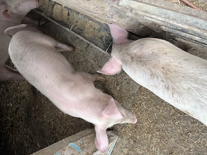 Soldani de vânzare - imagine 3