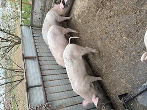 Soldani de vânzare - imagine 2