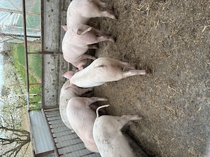 Soldani de vânzare - imagine 4