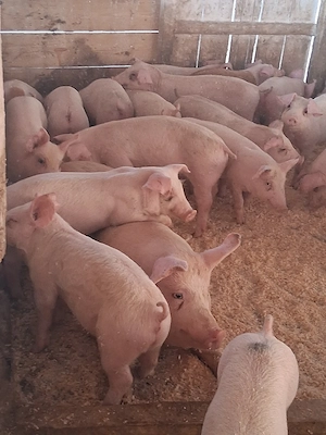 Vand Purcei rasa de carne  - imagine 2