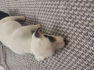 Jack Russell terrier tricolor ultimii 2 baietei - imagine 5