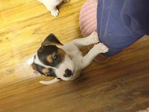 Jack Russell terrier tricolor ultimii 2 baietei