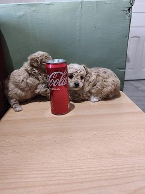 maltipoo superbi si minusculi cauta stapan - imagine 4