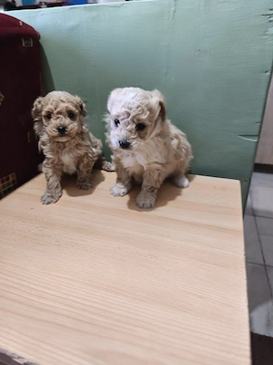 maltipoo superbi si minusculi cauta stapan - imagine 2