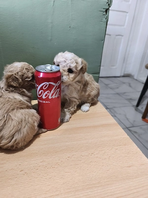 maltipoo superbi si minusculi cauta stapan - imagine 3