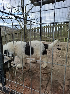 Pui de Ciobanesc de Bucovina