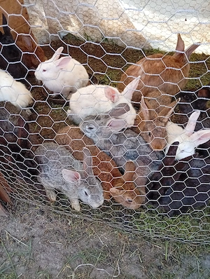 avem si masculi si femele dela uriasi german semi olandezi  avem si pui  - imagine 2