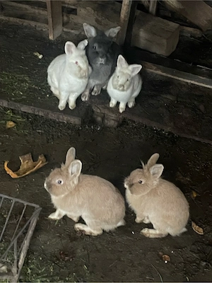 Vand Iepuri  - imagine 2