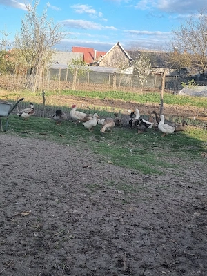 vând gâște si rațe