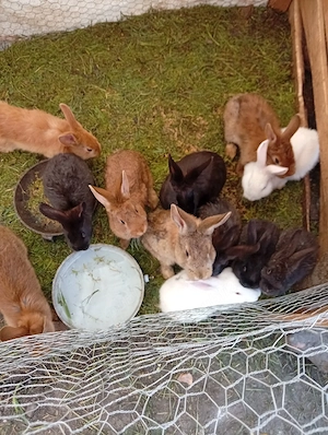 epurasi femele si mssculi - imagine 2