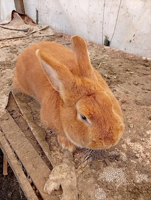 epurasi femele si mssculi - imagine 4