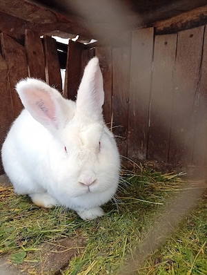 epurasi femele si mssculi