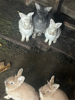 Vand Iepuri  - imagine 4