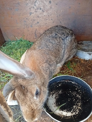 epurasi femele si mssculi - imagine 3