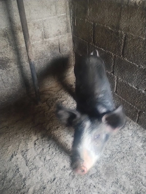 porc duroc - imagine 4