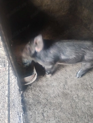 porc duroc - imagine 2