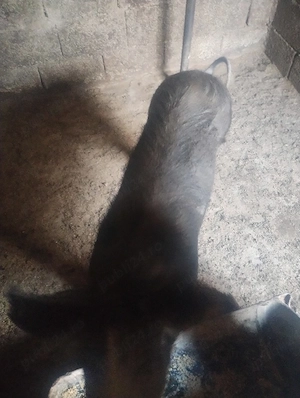 porc duroc - imagine 3