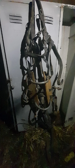 Șauă pentru Măgar 