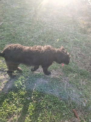 Vând giant schnauzer 