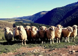 Angajez îngrijitor oi 60 capete 