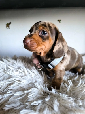 Teckel Dachshund Arlechin Ciocolatiu 