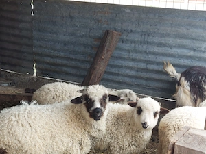 Vând mieluțe.                                                                                        - imagine 3