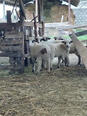 Vând mieluțe.                                                                                        - imagine 2