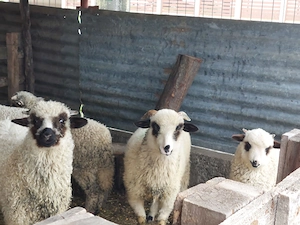 Vând mieluțe.                                                                                        - imagine 5