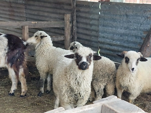 Vând mieluțe.                                                                                        - imagine 4