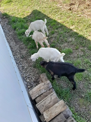 Ieduțe de vânzare - imagine 2