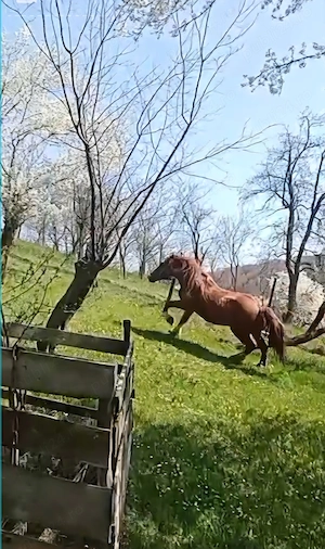 VÂND URGENT cal de tracțiune zona montana - imagine 5