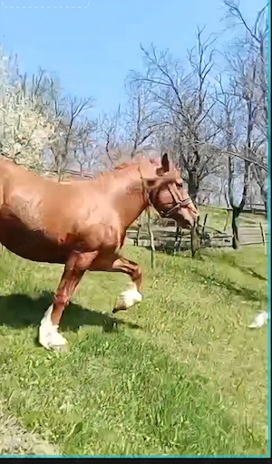 VÂND URGENT cal de tracțiune zona montana - imagine 3