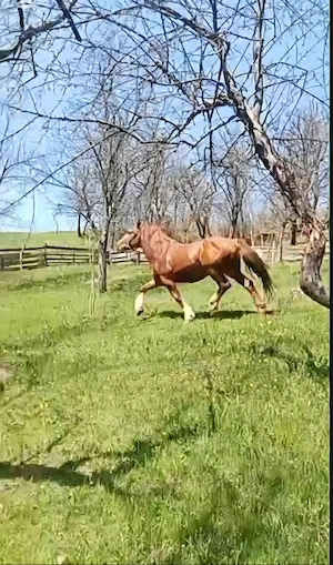 VÂND URGENT cal de tracțiune zona montana - imagine 4