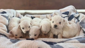 Vând cățeluși!  - imagine 2