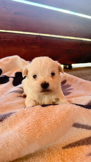 Vând cățeluși!  - imagine 4