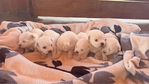 Vând cățeluși!  - imagine 5