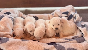 Vând cățeluși!  - imagine 3