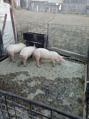 de vânzare 5 șoldani marele alb cu pic 