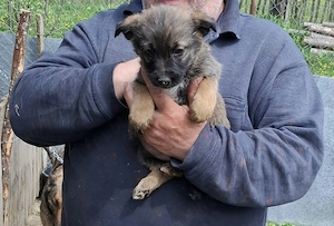 Vând căței 2 luni - imagine 2