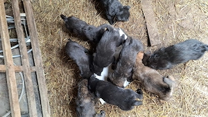 Vând căței 2 luni - imagine 5