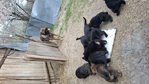 Vând căței 2 luni - imagine 4