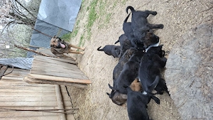 Vând căței 2 luni - imagine 3