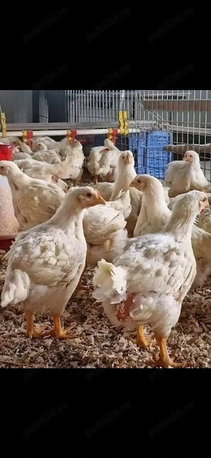 Vand pui de carne si oua  - imagine 2