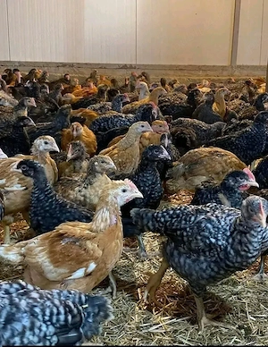 Vand pui de carne si oua 